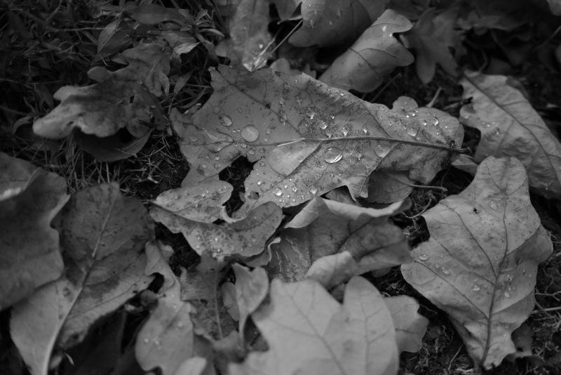 Etude_3218 (BW film simulation).JPG